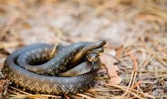 Считалось, что в эти дни змеи начинают проводить свадьбы и множить потомство (Фото: Grisha Bruev, Shutterstock)