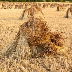 На Авдотью начиналась жатва (Фото: Gordon Bell, Shutterstock)