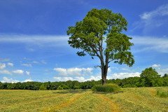 На Руси в этот день было принято угождать Полевому (Фото: Bronwyn Photo, Shutterstock)