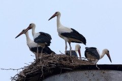 На Марины-Пимены наши предки наблюдали за аистами (Фото: Alexander Kuguchin, Shutterstock)