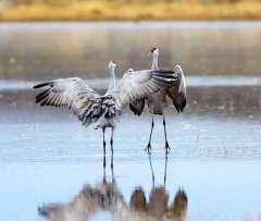 Некоторые виды журавлей занесены в Красную книгу (Фото: kojihirano, Shutterstock)