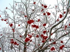 «Сергей зиму начинает», — говорили в народе (Фото: alexcoolok, Shutterstock)