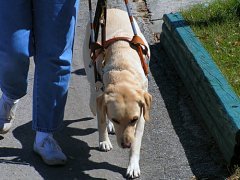 Собака-поводырь — глаза слепого человека (Фото: Aaron Bunker, Shutterstock)