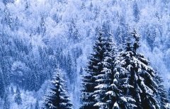 Тихо в это время было и в зимнем лесу... (Фото: Dirk Ott, Shutterstock)