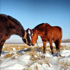 В народе верили, что в этот день нельзя ругаться тому, у кого есть лошадь... (Фото: Shutterstock)