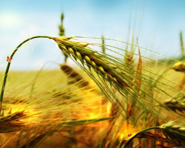 В России запретили экспортировать твёрдую пшеницу до конца мая 2024 года