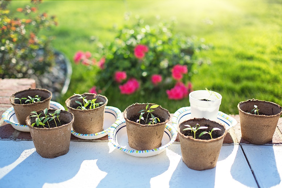 Когда лучше высаживать растения в Подмосковье – рекомендации лунного календаря на май 2020 года помогут получить хороший урожай в саду и огороде