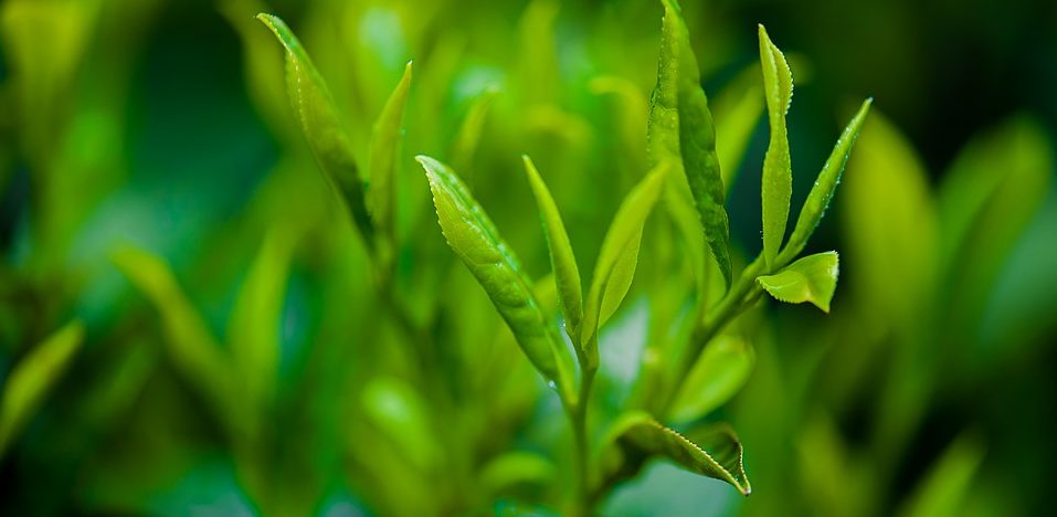 зеленый чай - польза для здоровья и вред