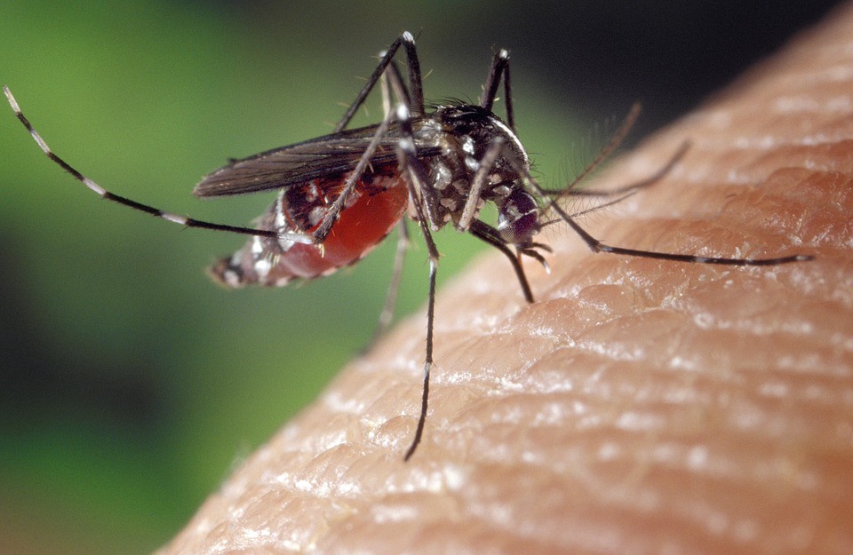 «Комары не переносят, а антибиотики не помогают»: Эксперты опровергли распространенные мифы о коронавирусе COVID-19