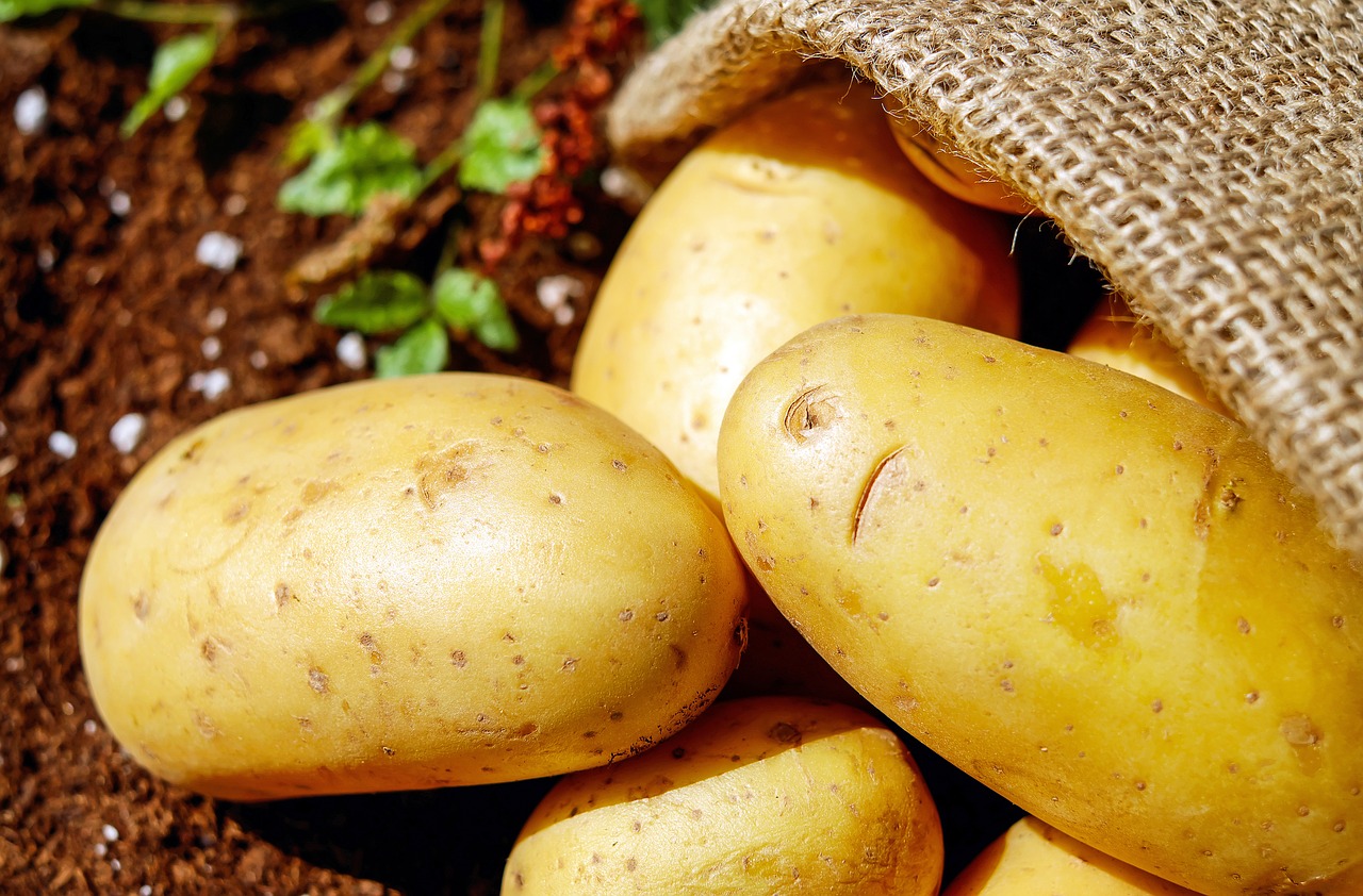 Особенности посадки картофеля: требования к минеральному питанию, какие минеральные и органические удобрения вносить и в каких количествах