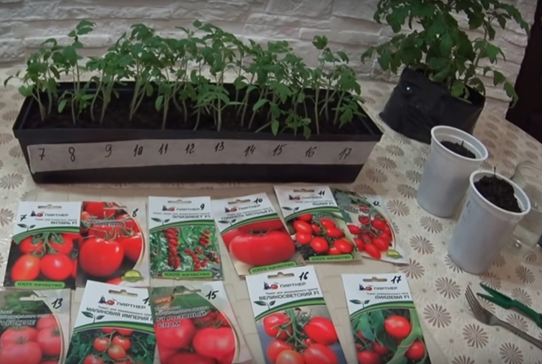 Самые благоприятные по лунному календарю дни пикирования рассады помидор в марте 2020 года для получения высокого урожая