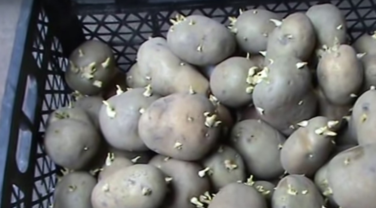 Проращивание картофеля перед посадкой: сроки, условия, способы и эффект от проращивания