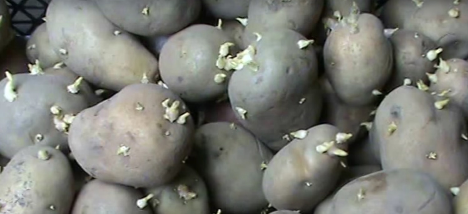 Проращивание картофеля перед посадкой: сроки, условия, способы и эффект от проращивания