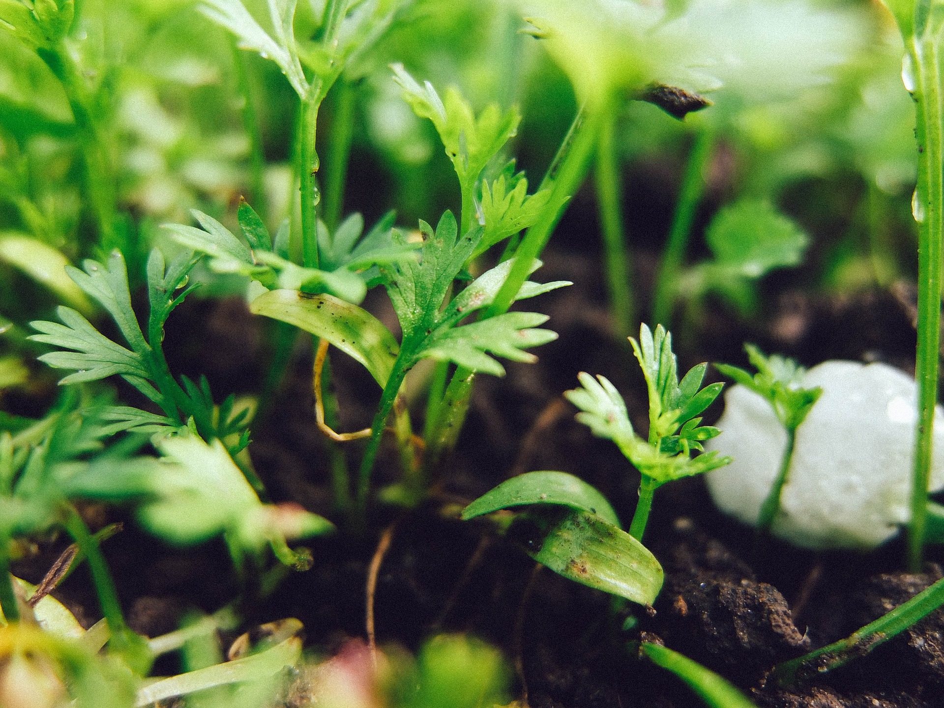 Огород на подоконнике: как получить урожай зелени в домашних условиях, популярные виды зелени и особенности выращивания