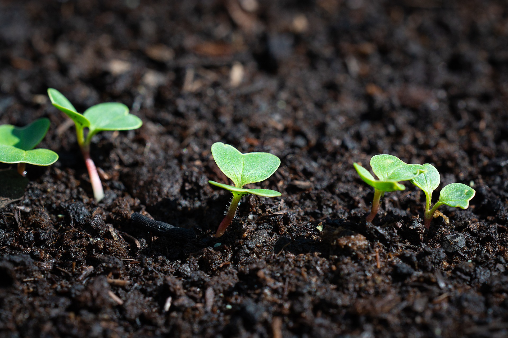 Особенности выращивания раннего редиса: популярные сорта, оптимальные сроки высева, подготовка семян и почвы