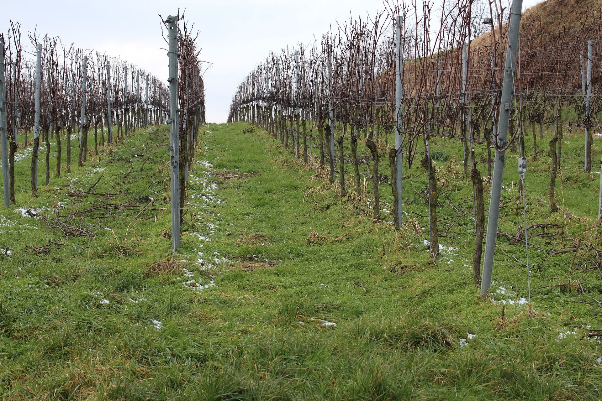 Когда открывать виноград весной 2020 года, как защитить от заморозков весной