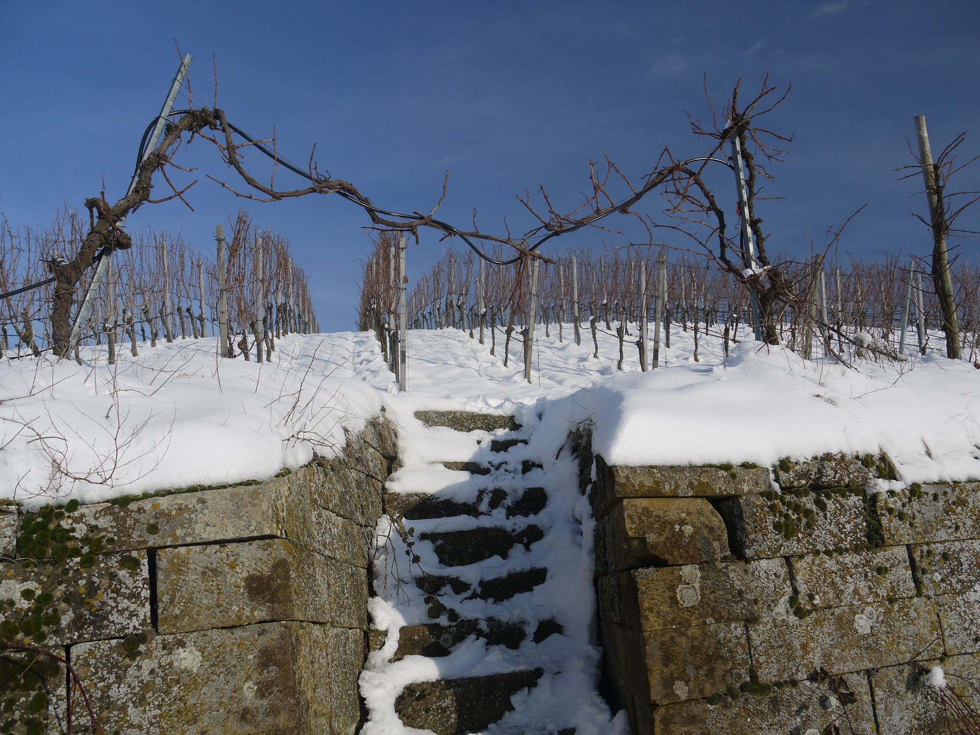 Когда открывать виноград весной 2020 года, как защитить от заморозков весной