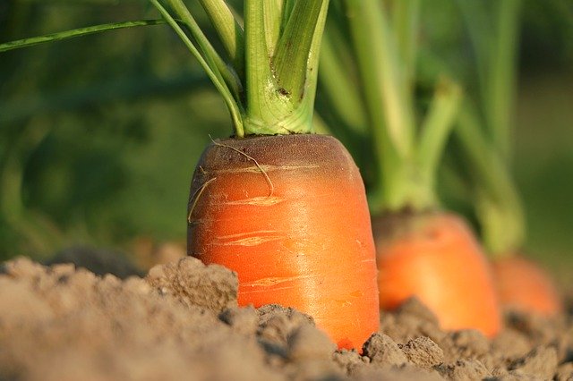 Как надо сажать лук и морковь для надежной защиты от вредителей — народно крестьянский опыт