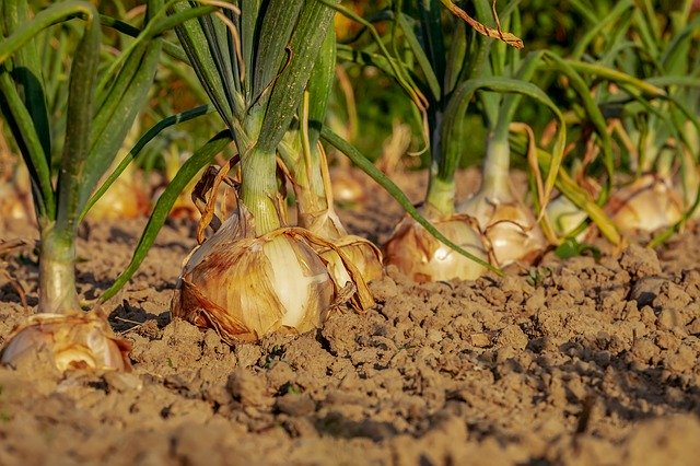 Народные приметы о сроках посева разных культур — полезные советы дачникам когда и что сажать