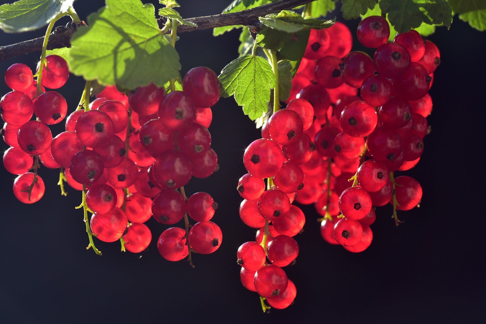 Подкормка крыжовника и смородины в апреле 2020 года: популярные народные рецепты, увеличивающие урожай ягод