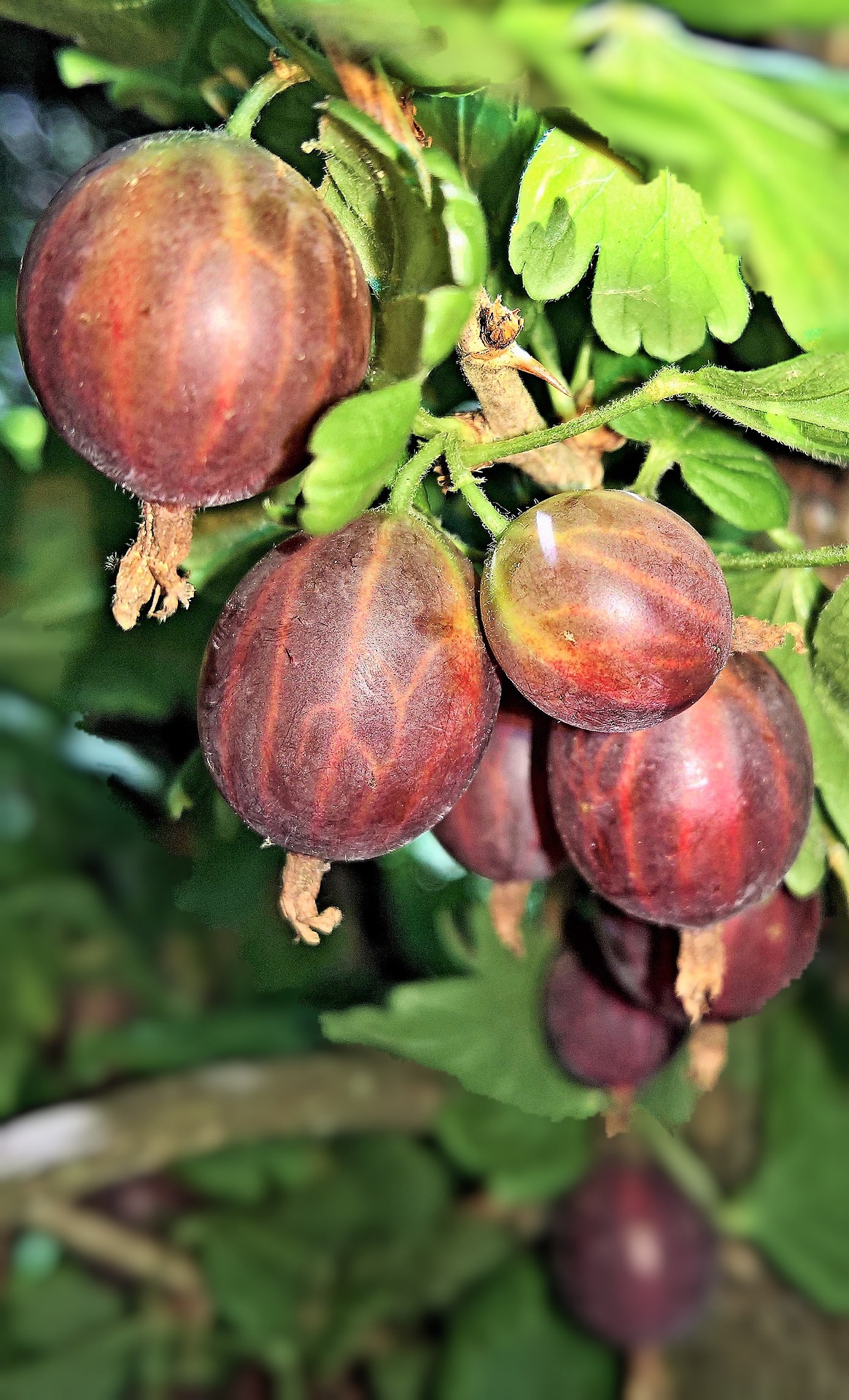 Подкормка крыжовника и смородины в апреле 2020 года: популярные народные рецепты, увеличивающие урожай ягод