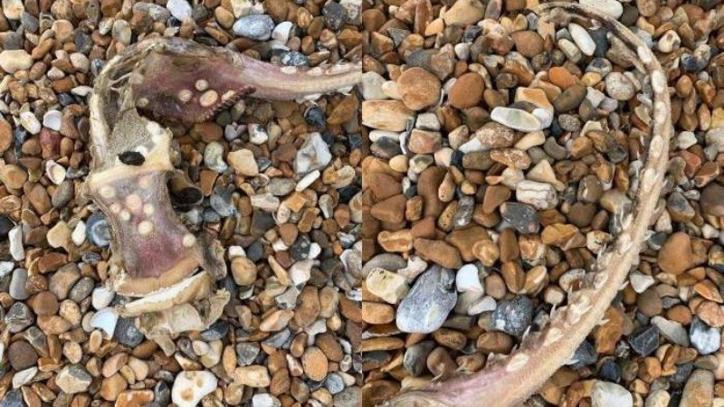 На пляже Брайтон-Бич обнаружили существо с зубами на хвосте