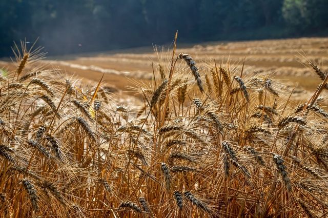 В будущем году несмотря на нестабильность на мировом рынке Россия останется лидером среди стран-экспортеров зерна