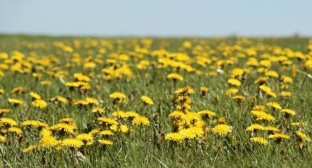 Природный подарок для укрепления волос — одуванчик против облысения