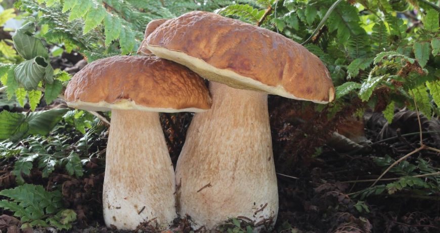 В силу вступили новые правила для грибников — штраф за сбор редких грибов