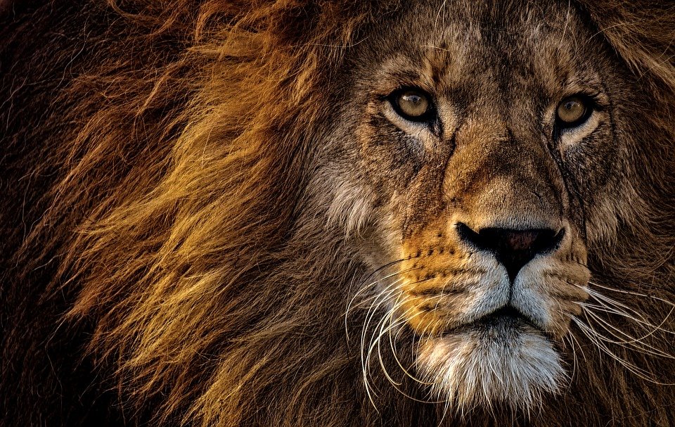 «Нечестивый бежит, когда никто не гонится за ним, а праведник смел, как лев» Символизм и духовное значение льва – в снах, мифах, Библии, мировых культурах – льву никто не нужен