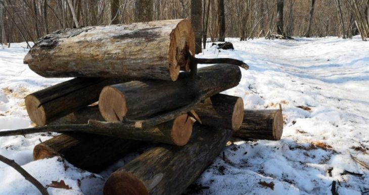 Что считается валежником по новому закону в 2022 году, какие дрова можно заготавливать в лесу