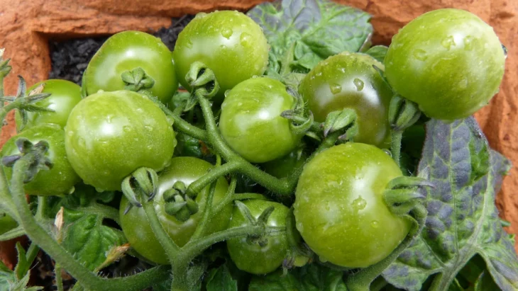 Что сделать, чтобы зеленые помидоры быстро дозрели на кусту — четыре способа