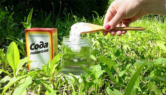 «Сода на даче»: Дачники придумали несколько способов использования соды на своих огородах