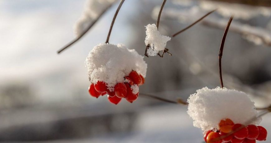 Неотложные дела в саду, огороде и цветнике в январе