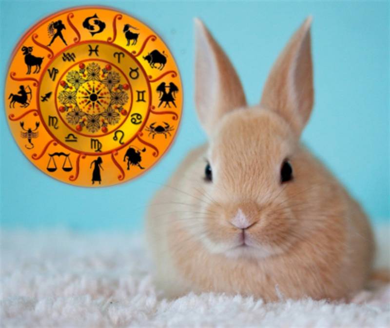 Каким будет новый 2023 год и что принесет Кролик каждому знаку зодиака