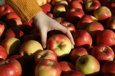«Магнит» намерен ориентироваться на отечественных производителей и предоставлять своим клиентам исключительно местные яблоки