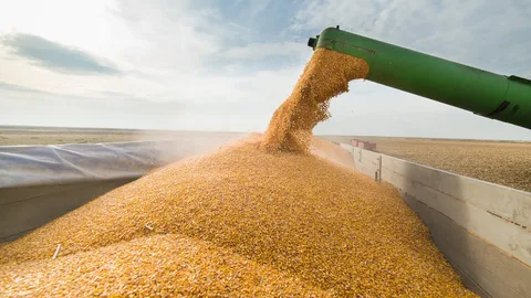 Экспортирование украинского зерна упало на треть