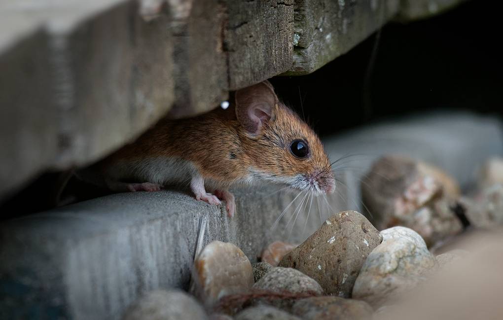 В полку мышей прибыло: В Австралии открыли два неизвестных вида грызунов